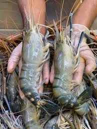 Golda Shrimp Whole- বড় গলদা চিংড়ি